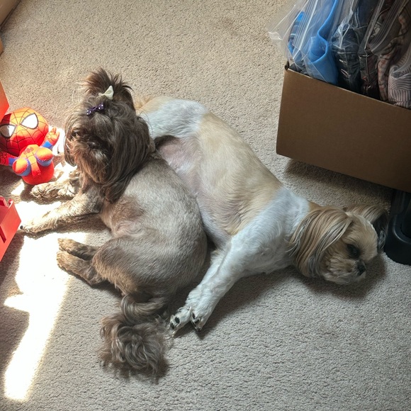 Meet your Posher, Jacksyn - Picture 8 of 16